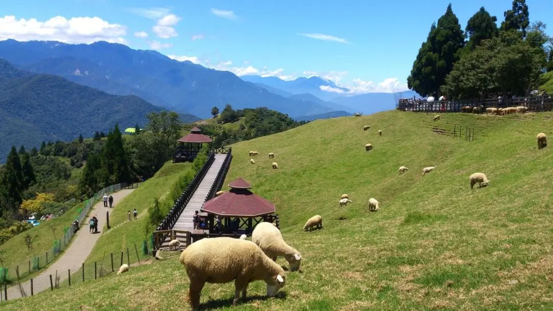 2-Day Qingjing & Hehuan Mountain Tour from Taipei