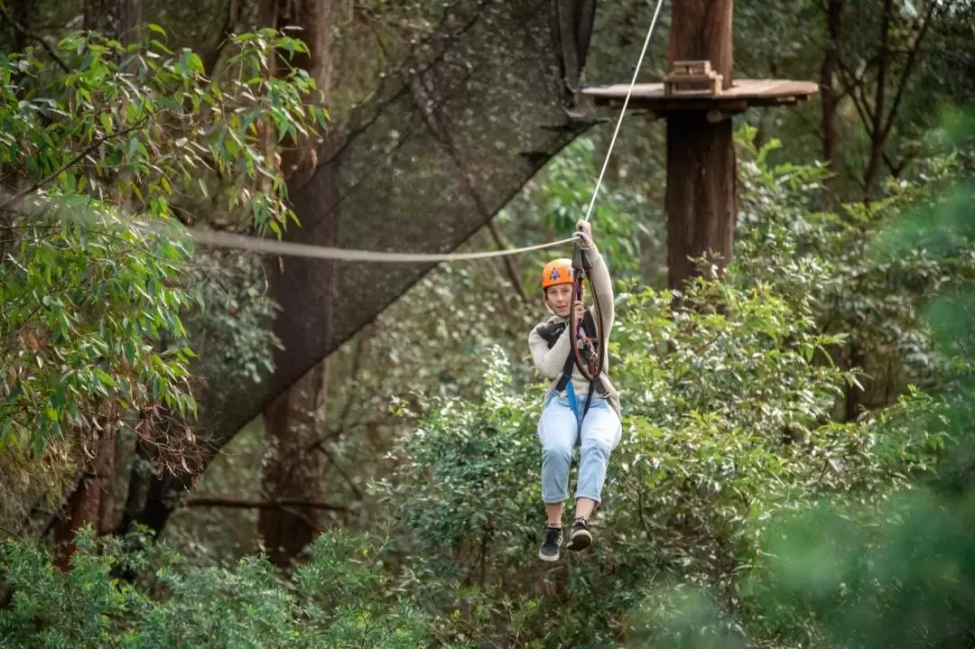 Tree Ropes Course and Net World Experience in Central Coast