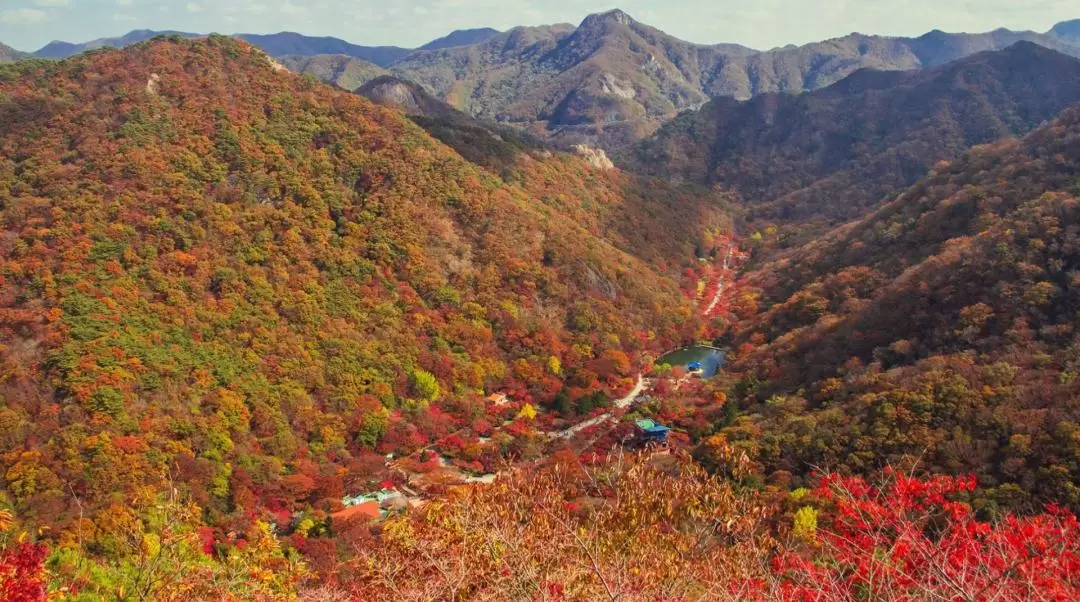 Naejangsan National Park Autumn Maple Day Tour from Busan