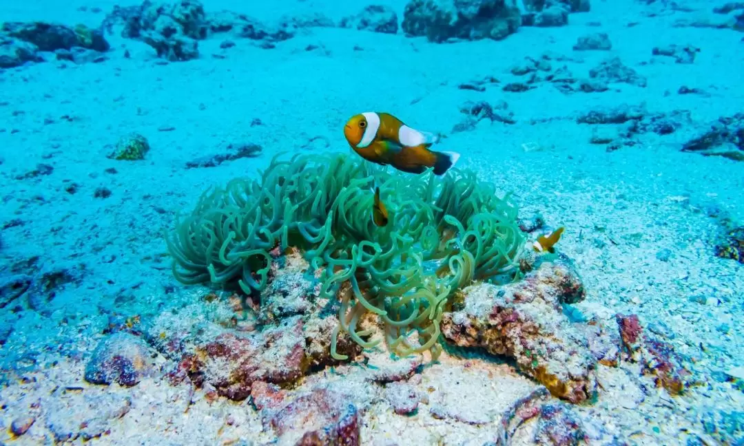 布吉島皇帝島水肺潛水或浮潛體驗