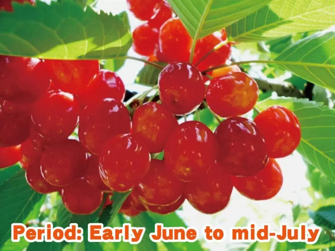 Year-round Seasonal Fruit Picking & Ikaho Hot Spring Street Day Tour