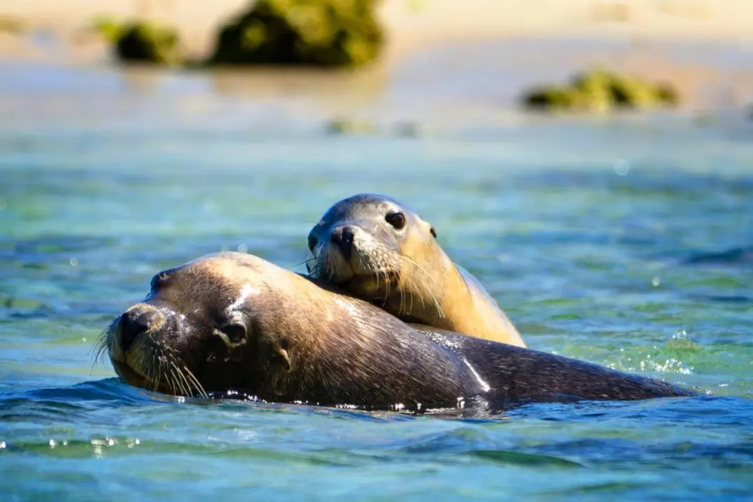 Dolphin, Penguin and Sea Lion Cruise in Rockingham