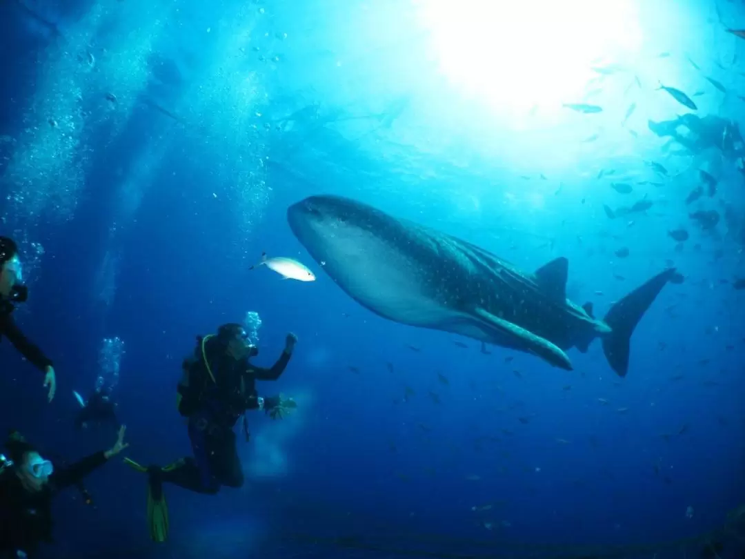 鯨鯊共游浮潛／潛水／Fun Dive 潛水體驗