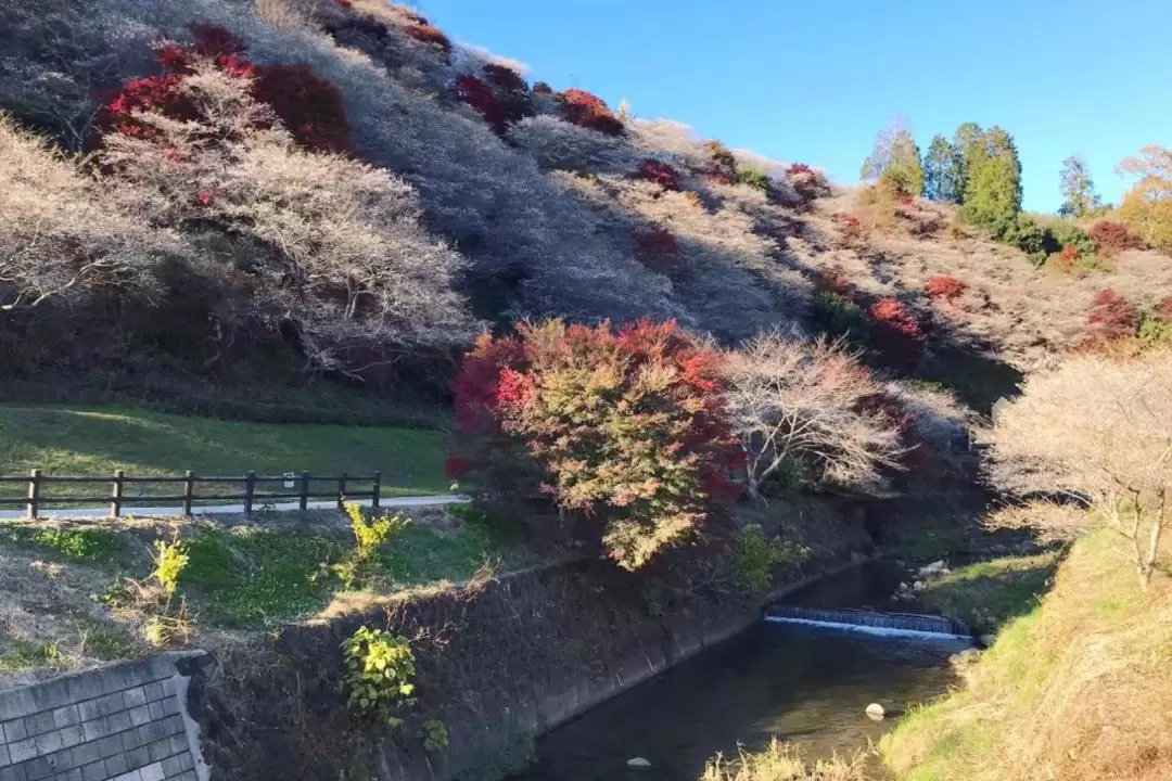 永保寺＆香嵐溪賞楓葉＆四季櫻一日遊（名古屋出發）