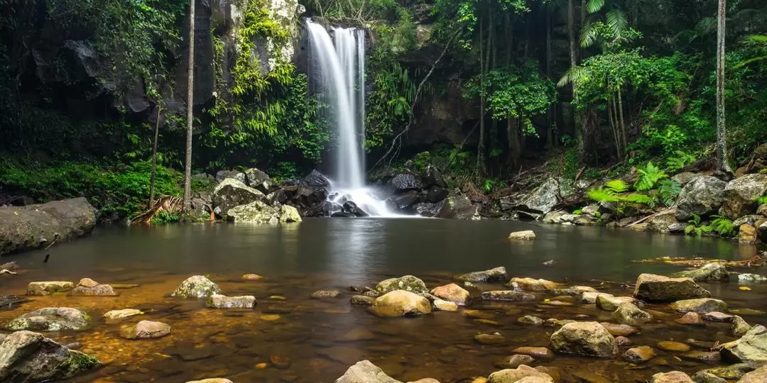 Mystery Picnic in Tamborine Mountain