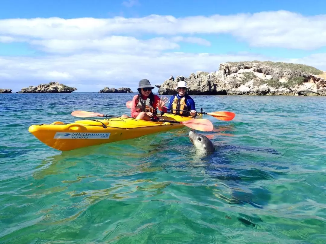 Penguin and Seal Island Sea Kayak Tour from Perth