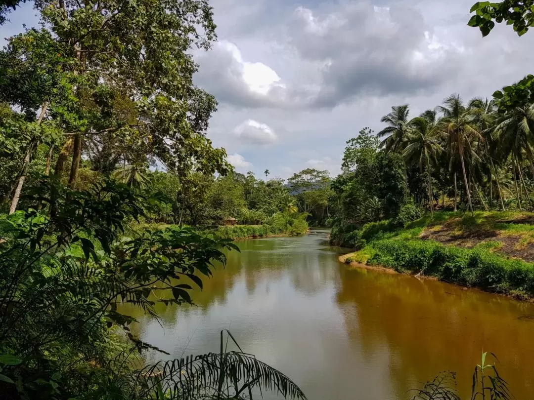 Sinharaja Forest Reserve Hike from Mirissa