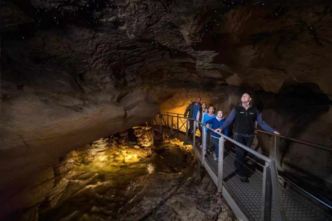 Te Anau Glowworm Cave Tour