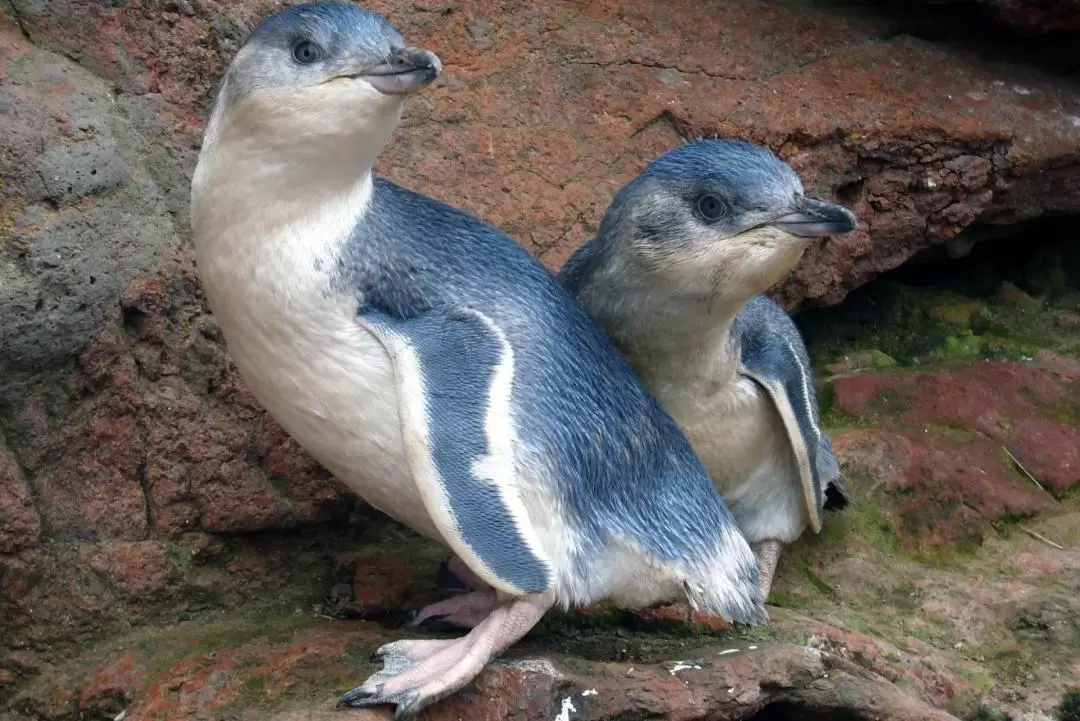 ポハツ湾・ フリー湾 ペンギンウォッチングツアー（クライストチャーチ発）