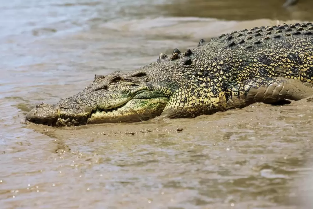 Jumping Crocs and Nature Explorer Half Day Tour from Darwin