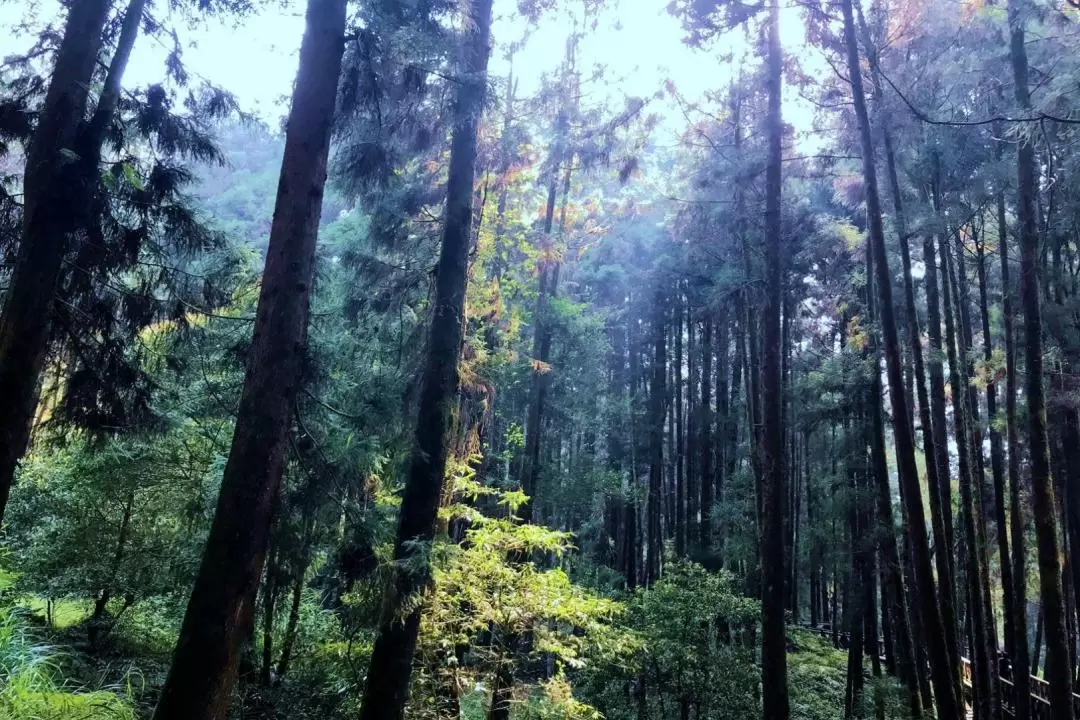 阿里山 日帰りツアー（嘉義発）