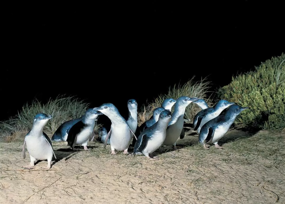 Phillip Island Day tour from Melbourne 