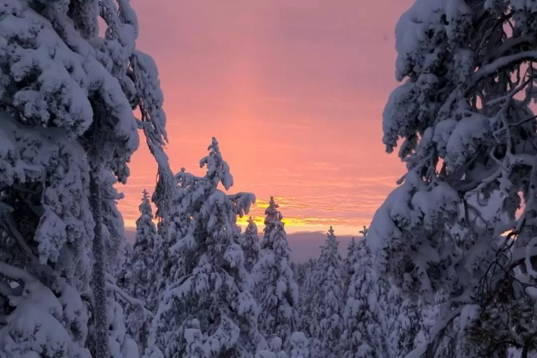 Highlights of Rovaniemi Day Tour