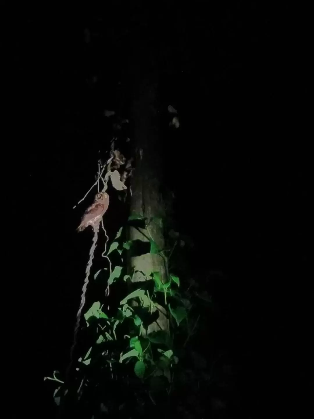 台東｜蘭嶼夜間生態觀察