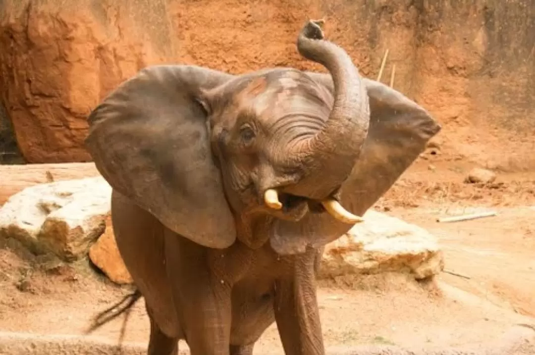 アトランタ動物園 入園チケット