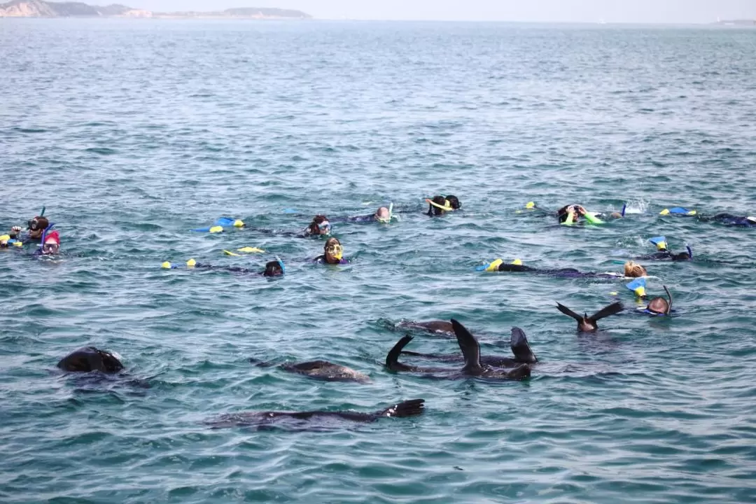 Dolphin & Seal Swim on the Mornington Peninsula