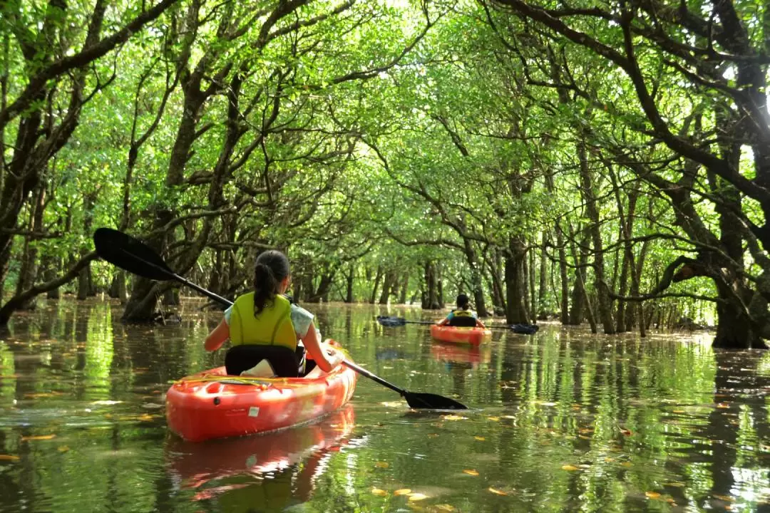 Mangrove Kayaking and Trekking with Outdoor Cooking in Iriomote Island