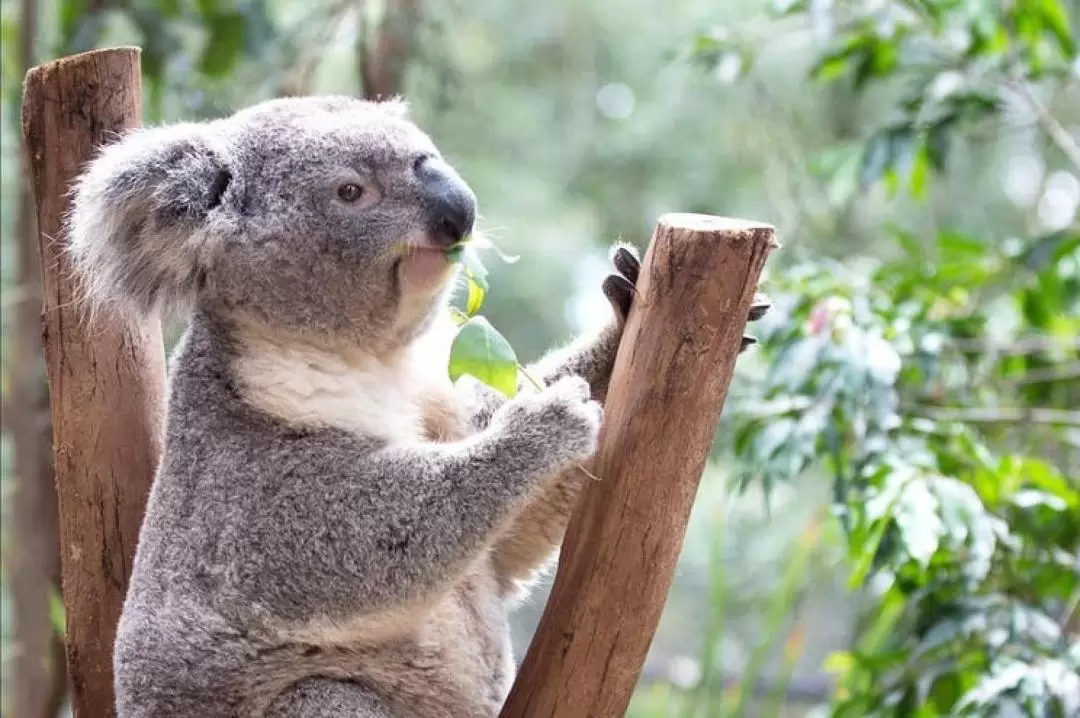 ブルーマウンテンズ・シドニー動物園 日帰りツアー（中国語ガイド付き）