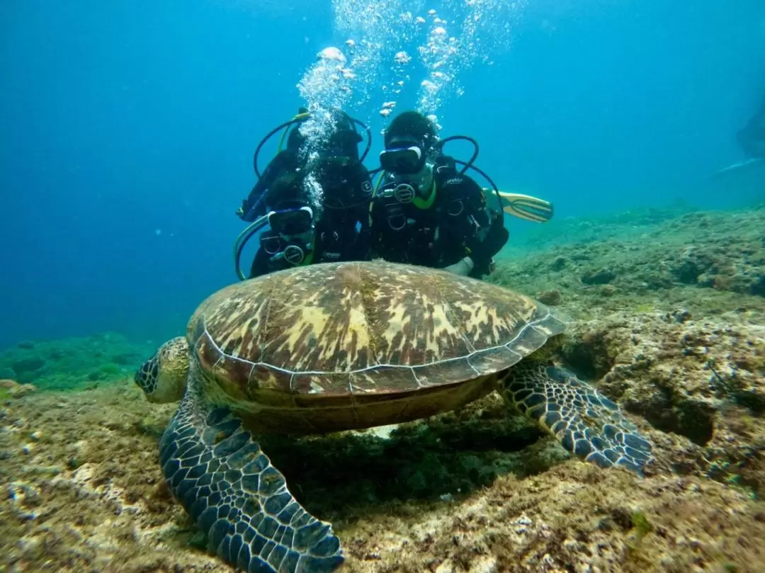 Diving Experience in Xiaolliuqiu, Pingtung by Travel Light Bubble Diving Center