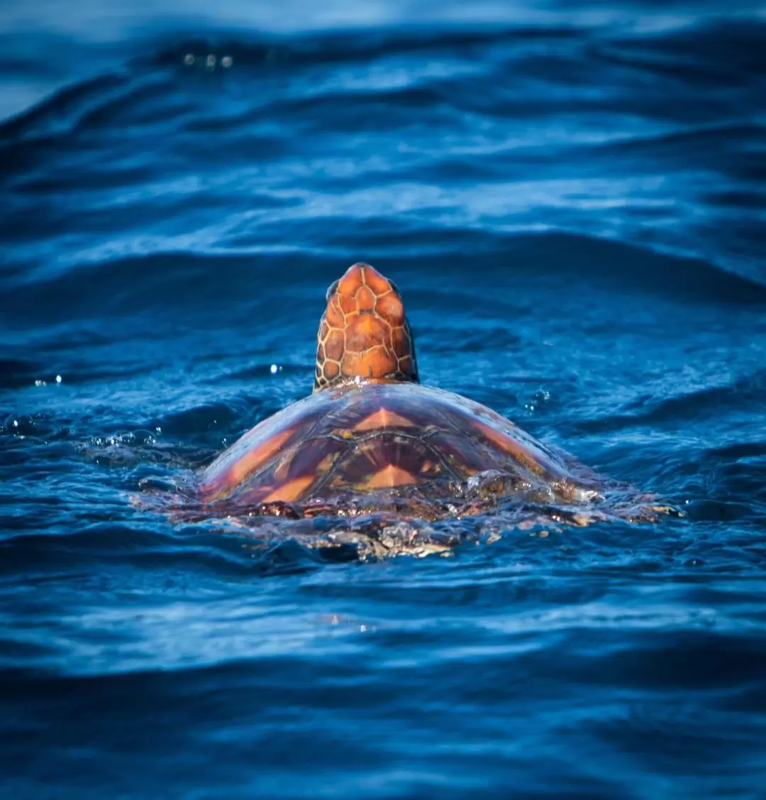 Noosa Dolphin Safari Cruise