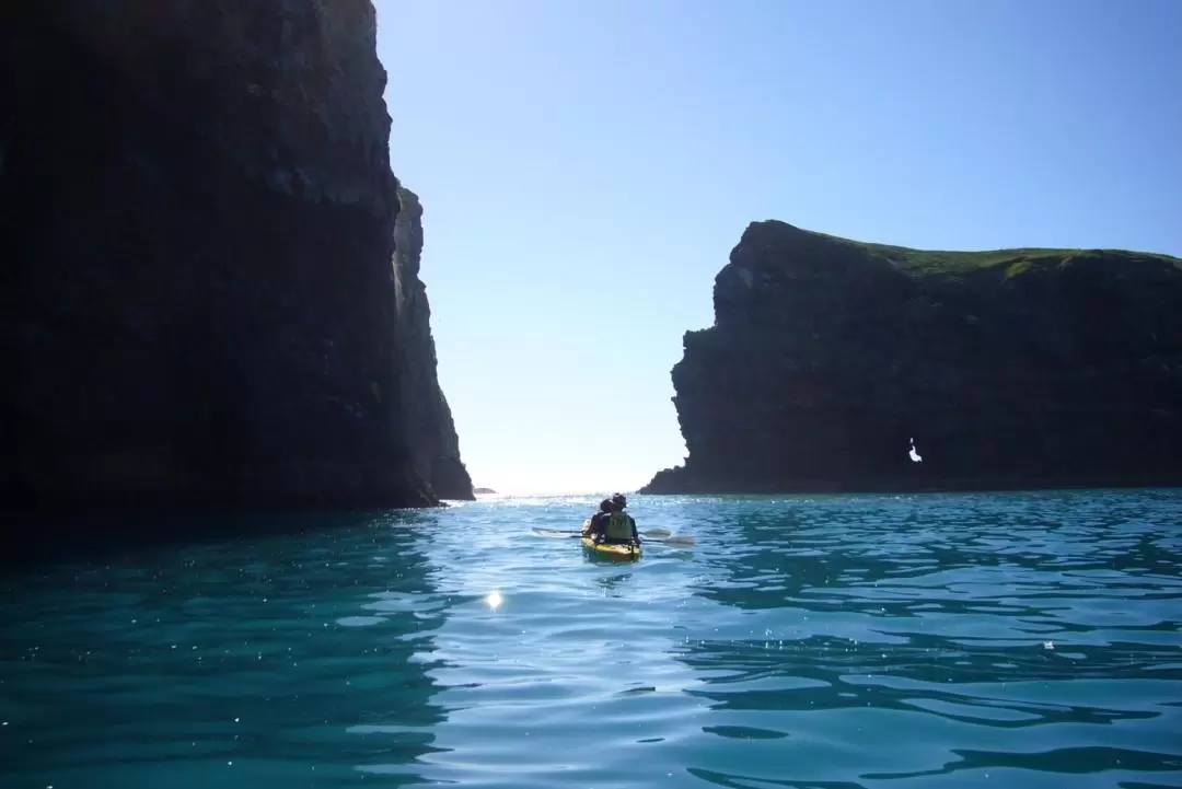 Kayaking and Safari Tour in Akaroa