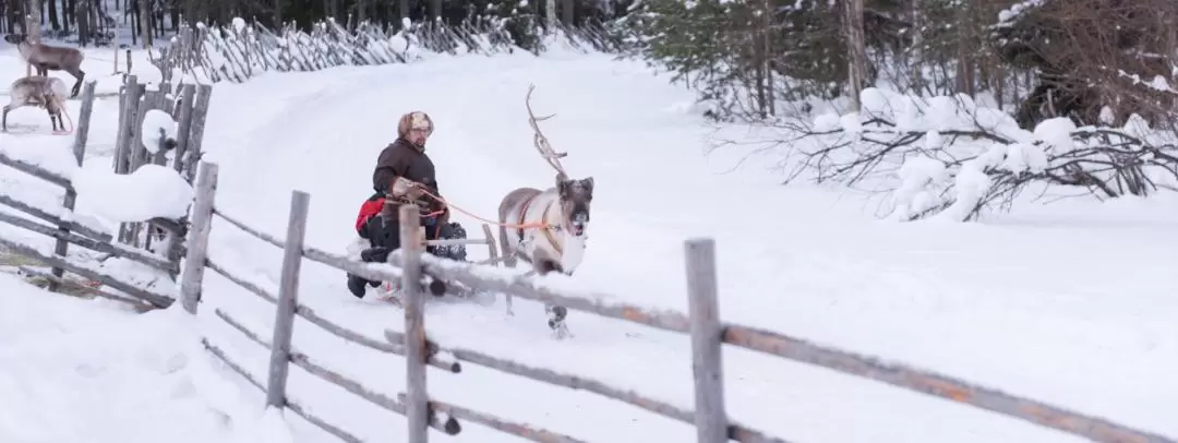 Reindeer Farm Experience in Rovaniemi