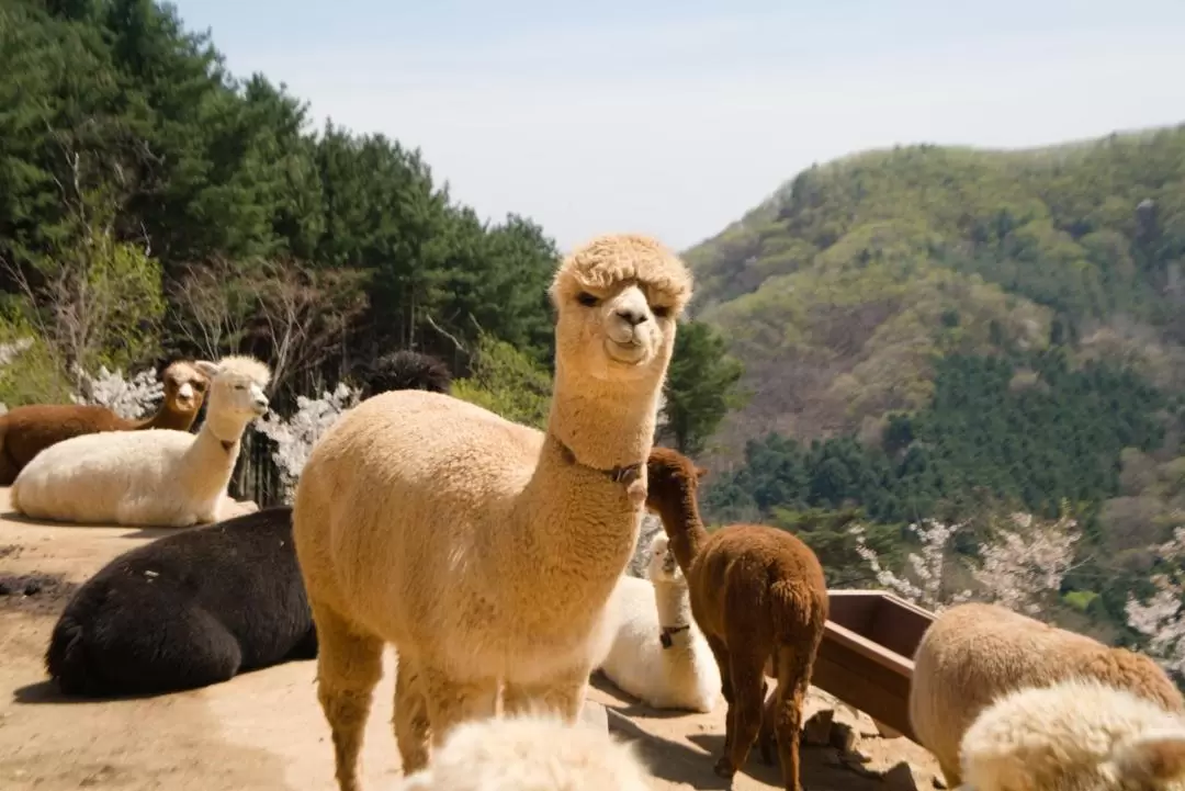 Alpaca World Ticket in Hongcheon, Gangwon-do