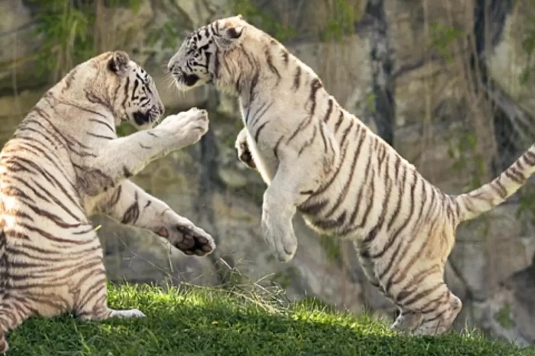 Temaiken Zoo Admission With Transport in Bueno Aires