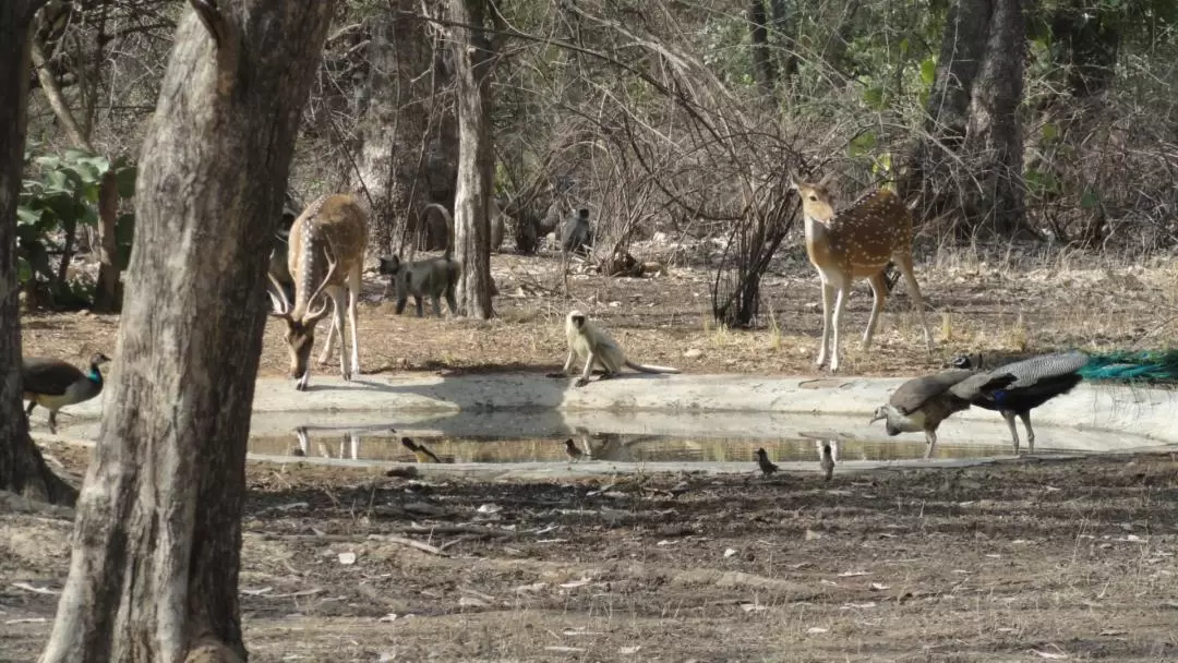 ランタンボール国立公園 ジープサファリ体験（ジャイプール発）