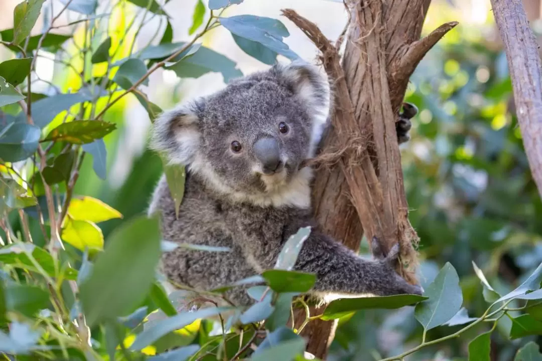 ワイルドライフシドニー動物園 入園チケット