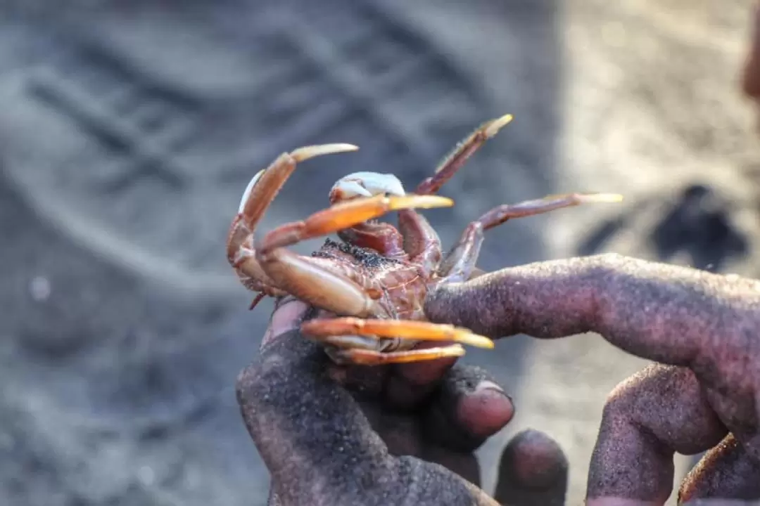 屏東: 月牙灣釣沙蟹-漁村囡仔的趣味
