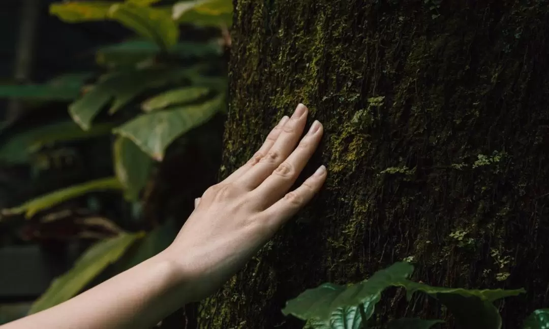 Forest Bathing & High Tea: An Afternoon of Private Indulgence