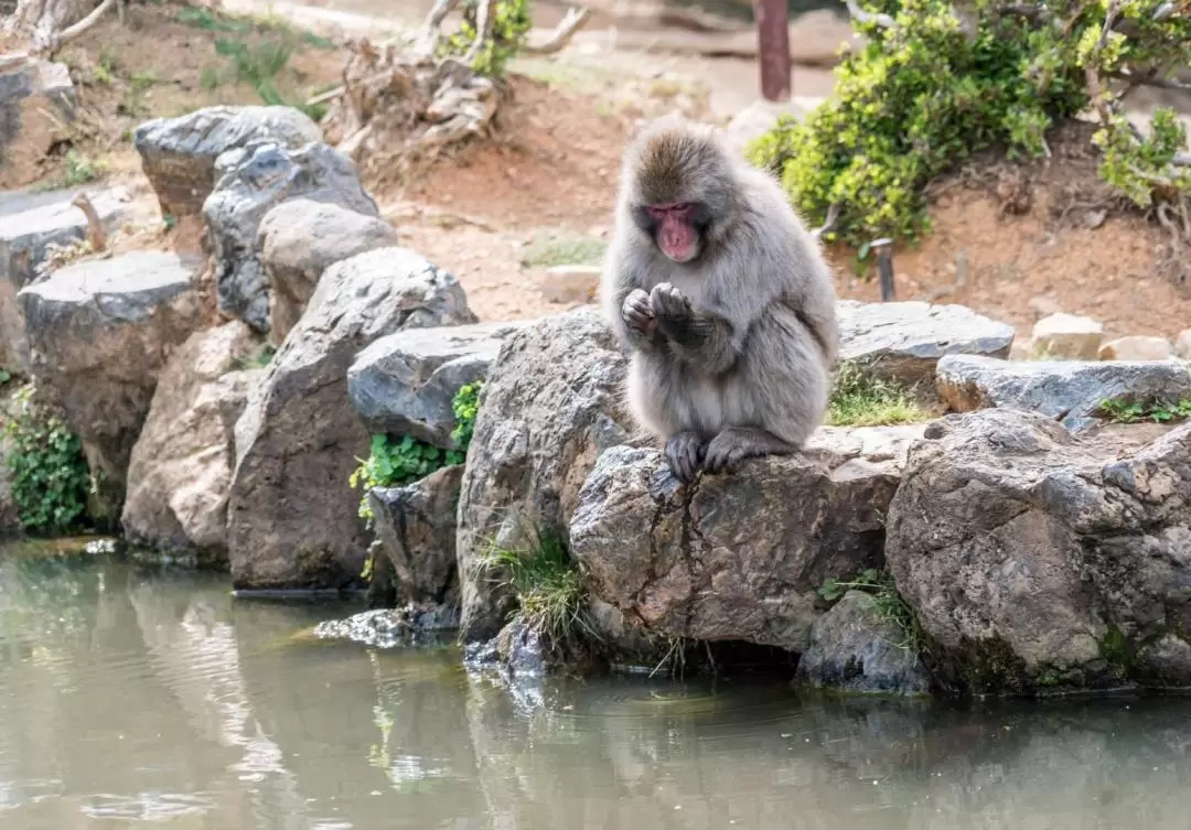 嵐山竹林 & 猴子公園 & 秘境徒步之旅