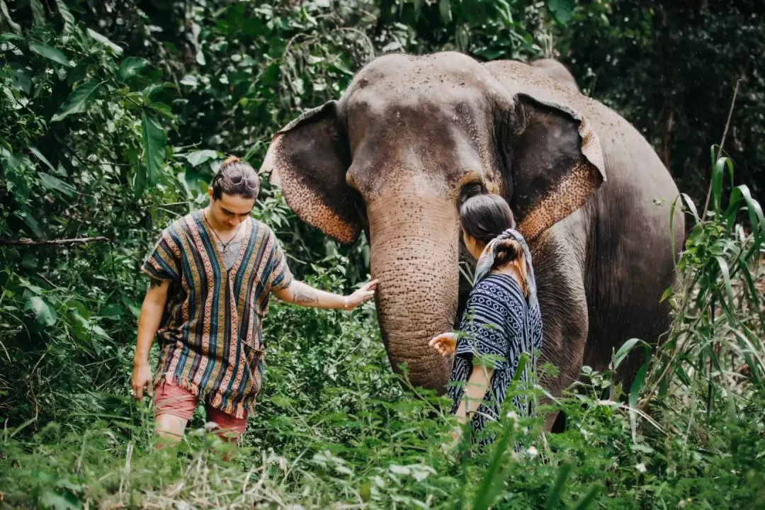 Elephant Care Camp Chiang Mai at Mae Taman