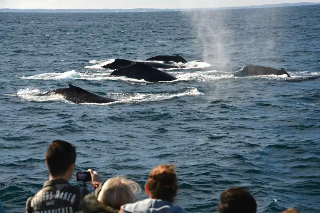 Augusta Whale Watch Experience