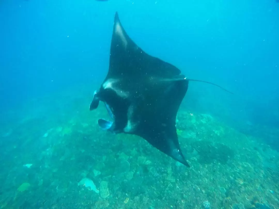 佩尼達島PADI五星級潛水中心浮潛體驗