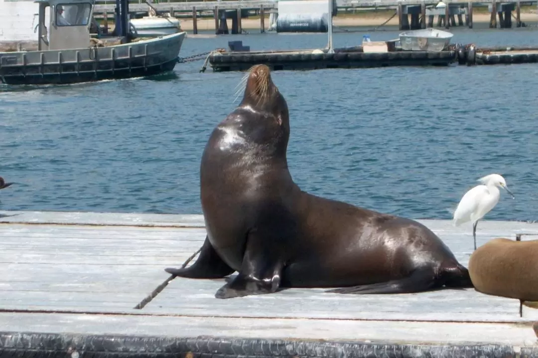 San Diego Harbor Cruise