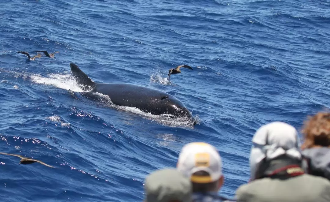 Bremer Canyon Killer Whale Expedition