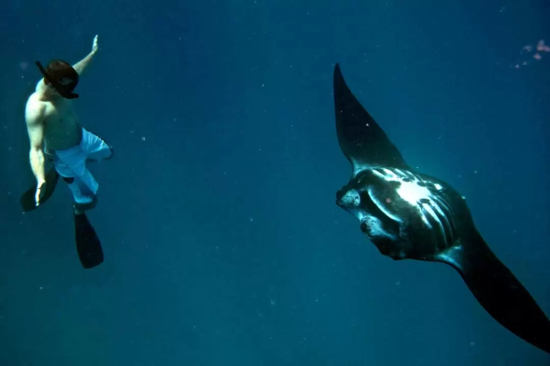 Manta Ray Experience in Fiji 