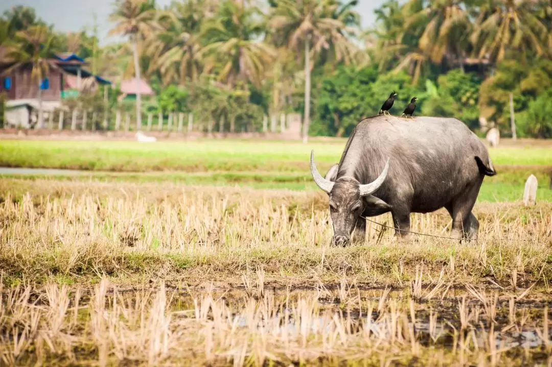 Siem Reap: Morning Countryside Bike Tour