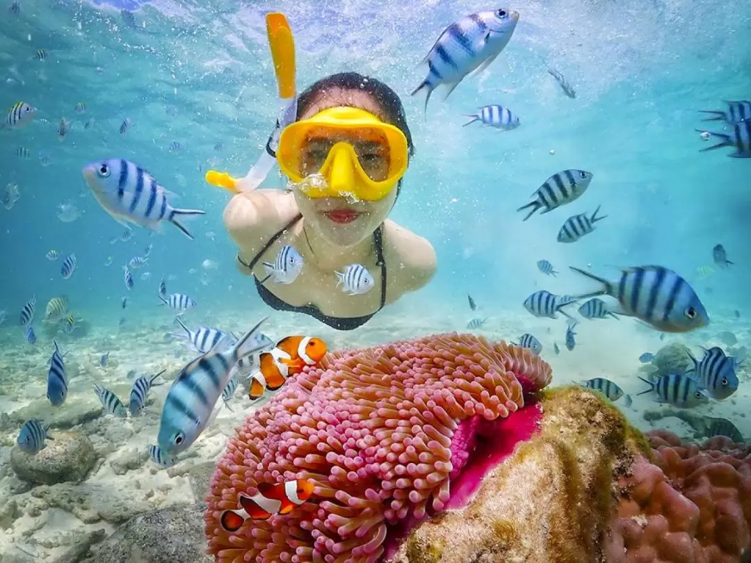 Nemo Snorkeling Experience by Speedboat from Pattaya