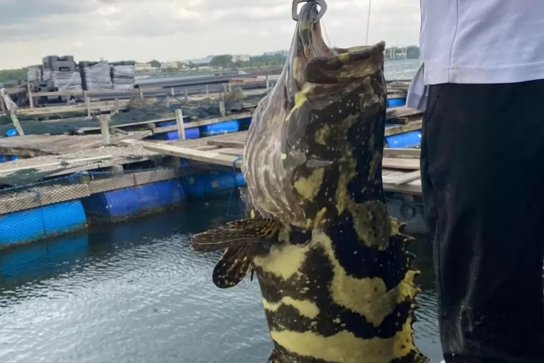 Singapore Kelong Visit Tour with Mussel Harvesting & Fish Feeding Experience