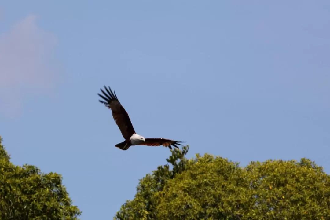 Birdwatching Experience with Transfers within Desaru