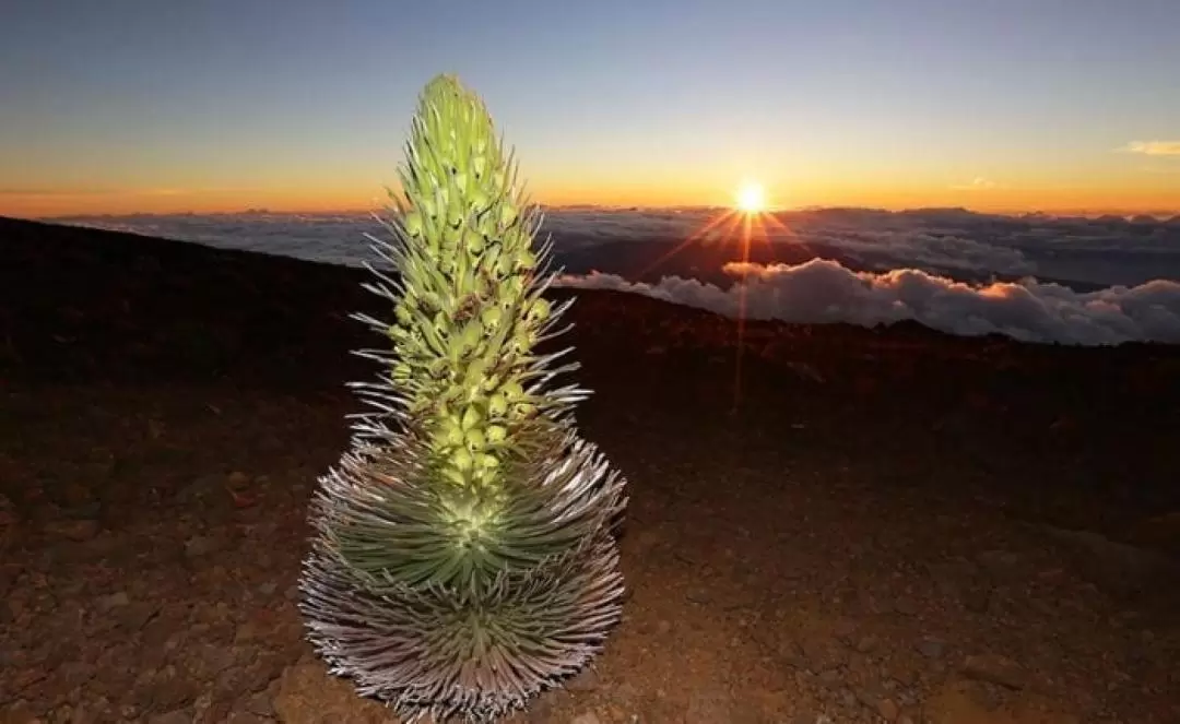 夏威夷哈雷阿卡拉火山日落之旅