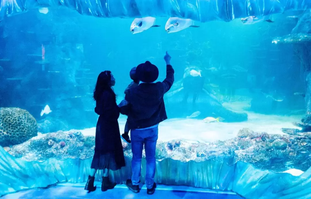 雪梨景點通票（含雪梨水族館門票）