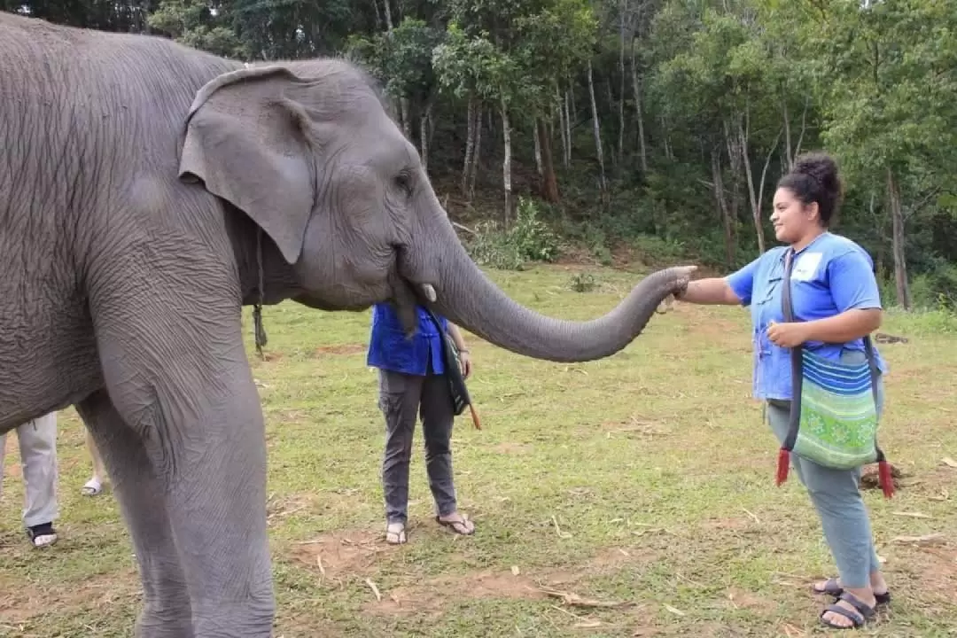 Inthanon Heaven Trail Hike and Elephant Sanctuary in Chiang Mai 