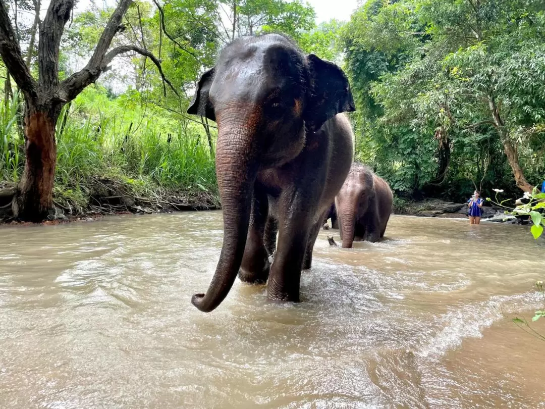 Elephant Sanctuary in Chiang Mai by Elephant Dream Project