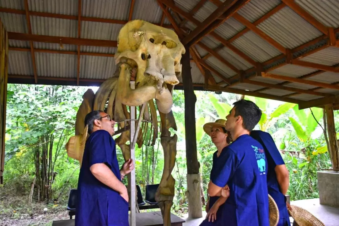 Chiang Mai Elephant Conservation Foundation ( Maesa Elephant Camp )