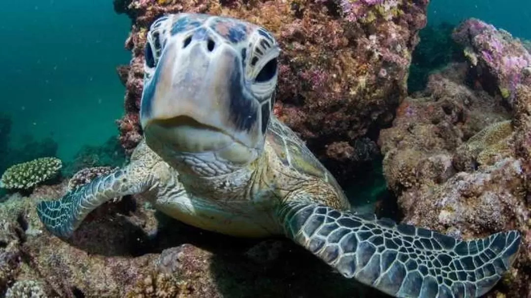 Ningaloo Reef Double Scuba Diving Experience from Exmouth