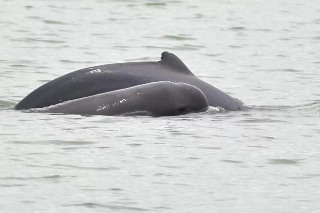 Dolphin Watching Mangrove Cruise in Kuching